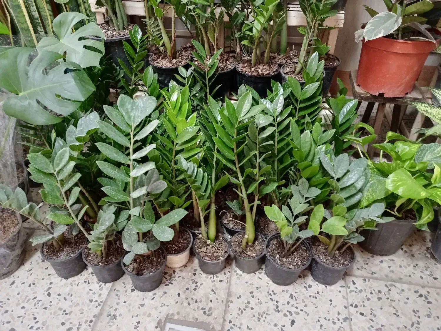 گل زاموفیلیا|گل و گیاه طبیعی|مشهد, تلگرد|دیوار