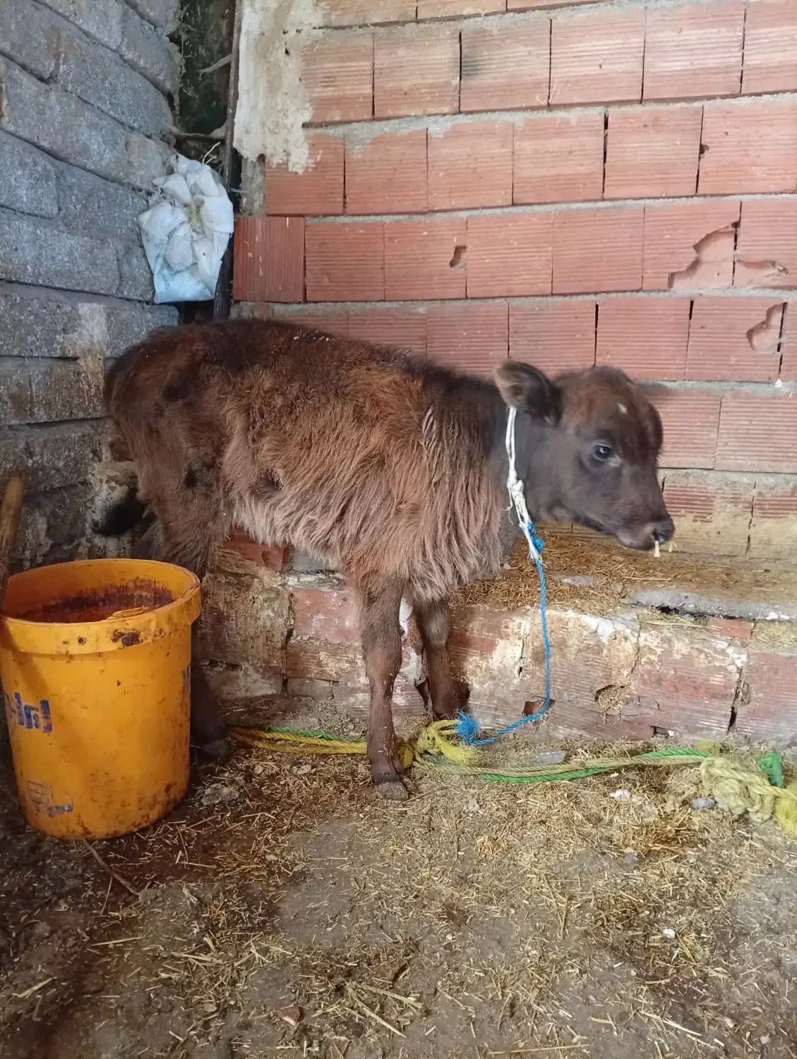 گوساله ماده فروشی|حیوانات مزرعه|ارشق, |دیوار