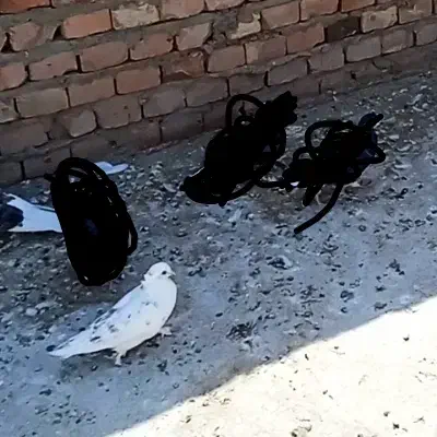 کبوتر باخت|حیوانات|بکتاش, |دیوار