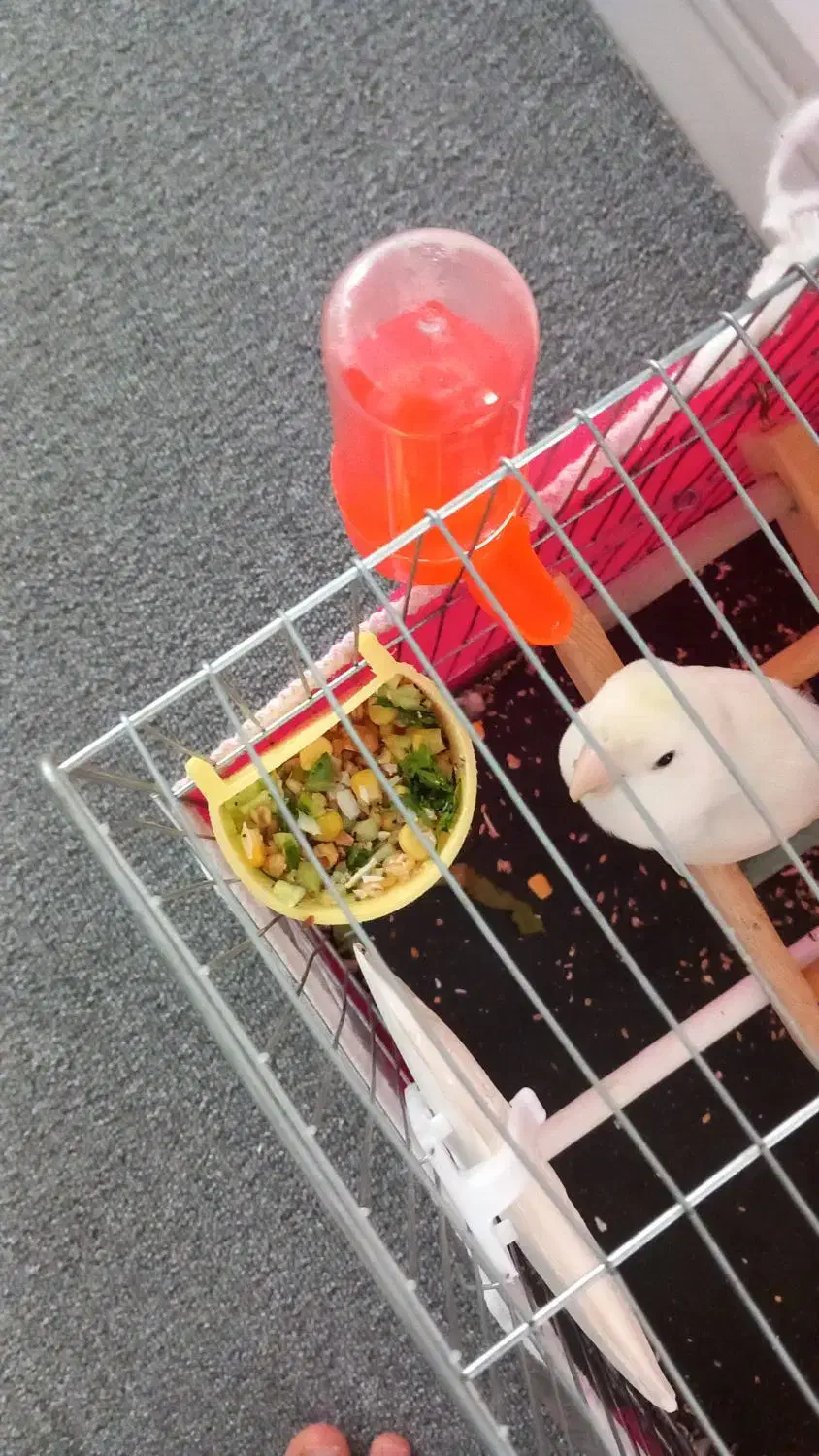 طوطی برزیلی گم شده|حیوانات|مرودشت, علی‌آباد‎|دیوار