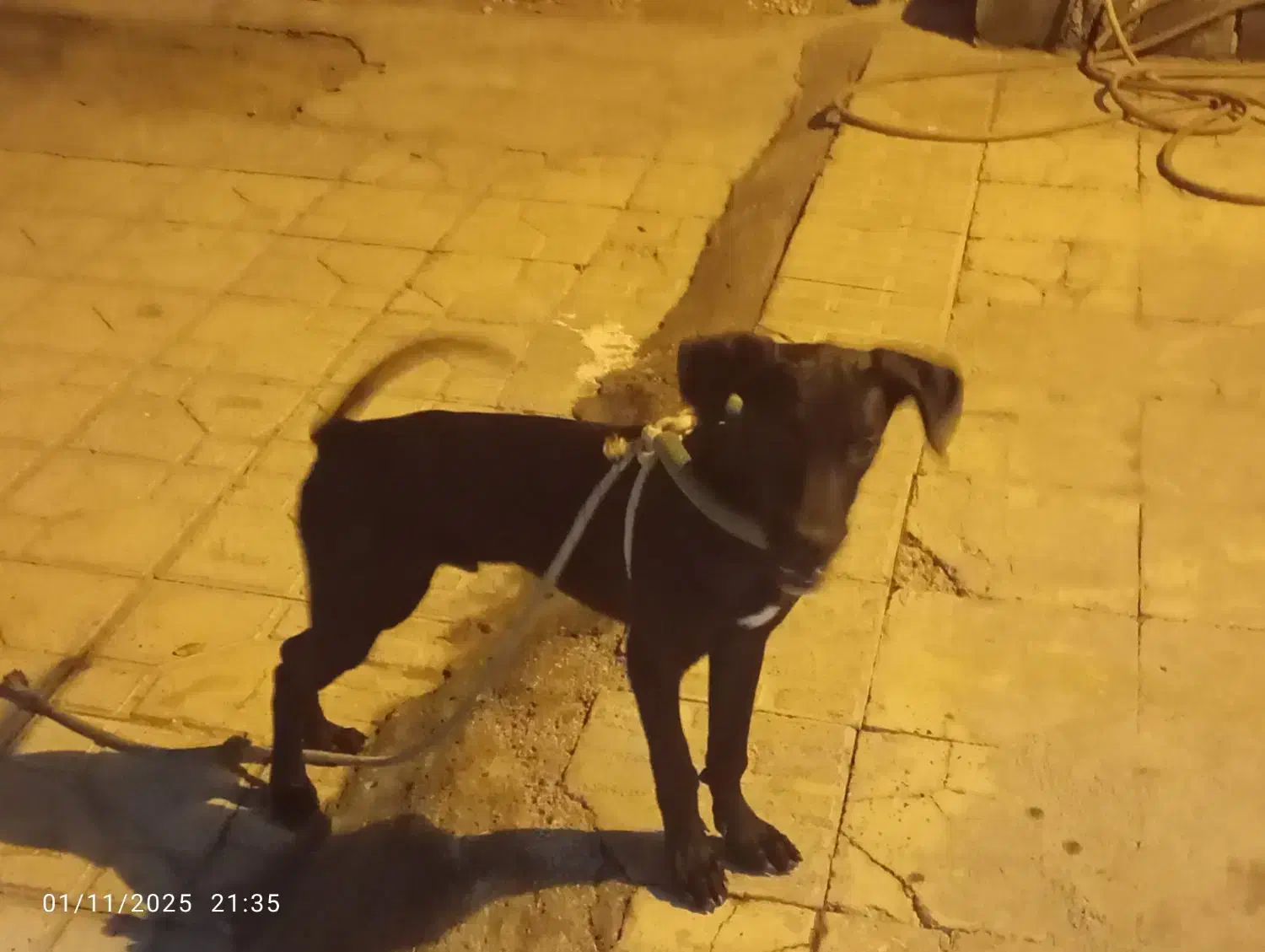 سگ پارسا جوان چهارماه هست|سگ|بندر کنگان, |دیوار