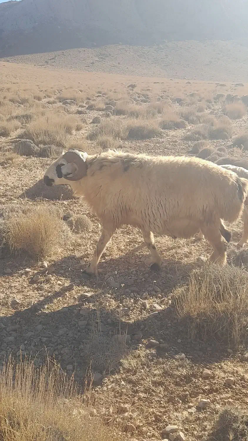 فروش یک راس دبر ویک راس قوچ داشتی|حیوانات مزرعه|حنا, |دیوار