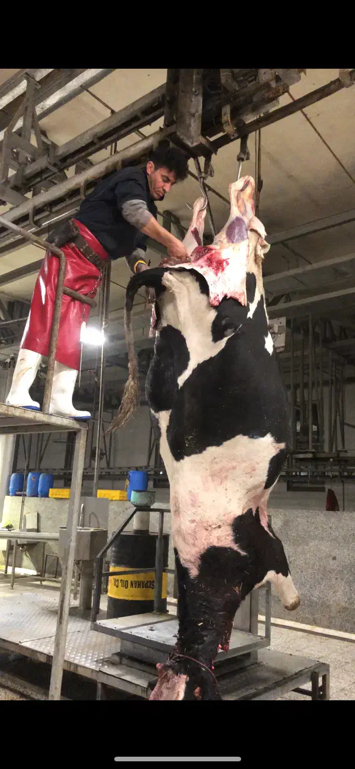 خرید فروش گاو گوشتی گاو افتاده خر ید ا ریم|حیوانات مزرعه|تاکستان, |دیوار