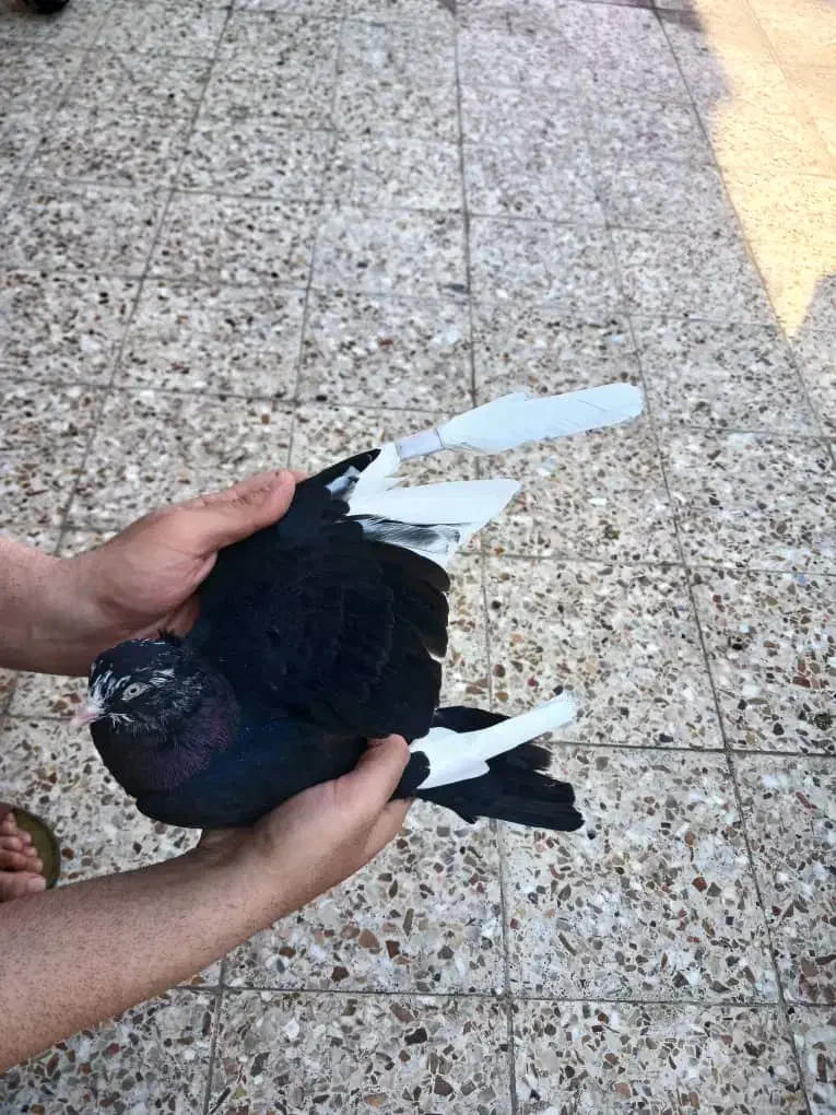 کبوتر|پرنده|مسجد سلیمان, |دیوار