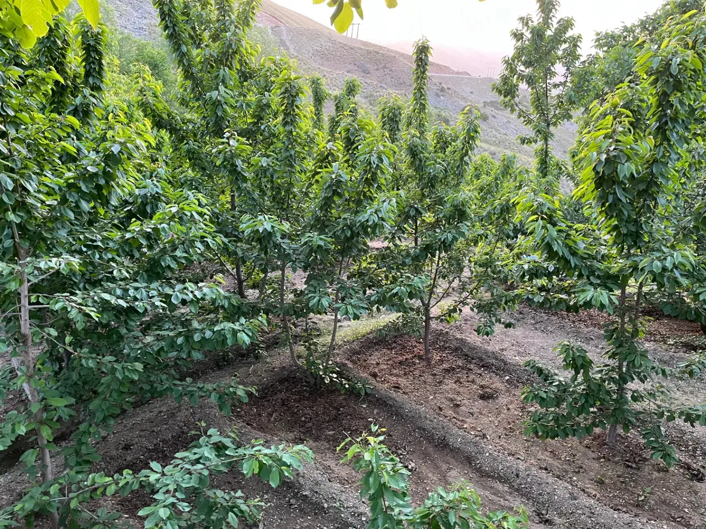 باغ۳۵۰متر جاده چالوس کیلومتر۳۵|فروش زمین و ملک کلنگی|آسارا, |دیوار