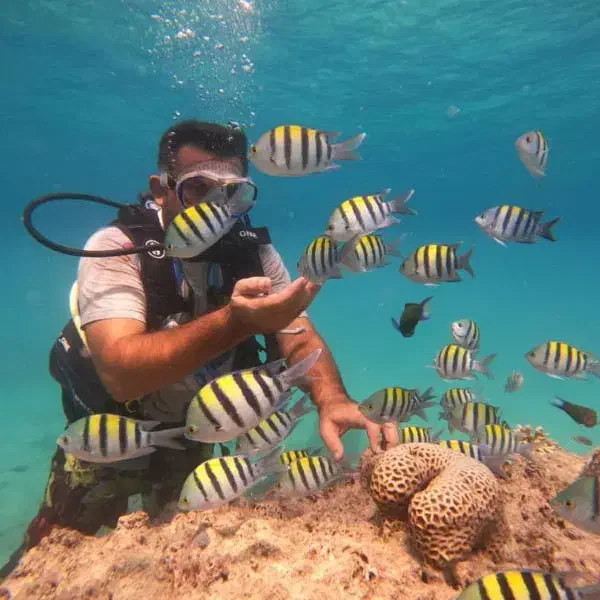 تفریحات کیش با تخفیف و مشاوره رایگان|بلیت کنسرت|کیش, |دیوار