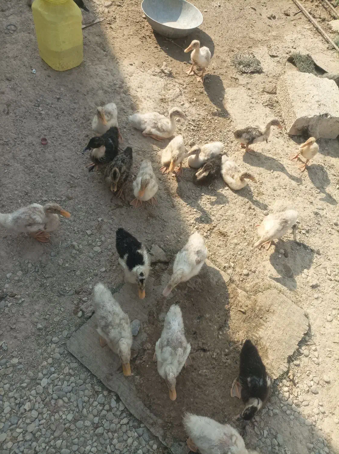 فروش اردک (فوری)|حیوانات مزرعه|هندیجان, |دیوار