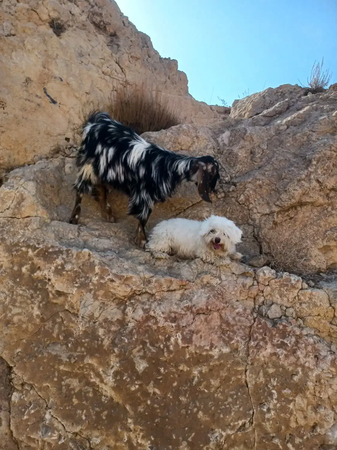 بزغاله نر پاکستانی|حیوانات مزرعه|شاهرود, |دیوار