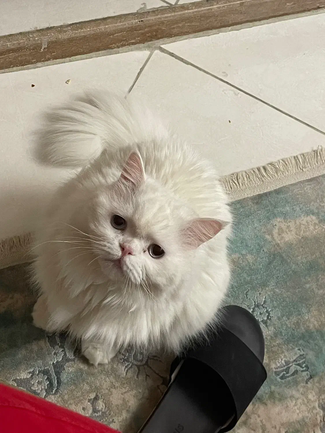 واگذاری گربه پرشین|گربه|تهران, ائمه اطهار|دیوار