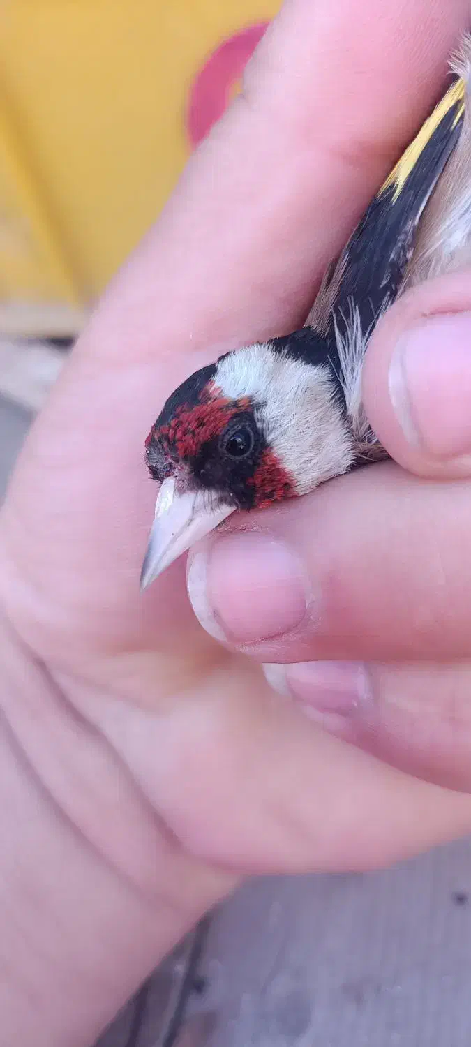 سهره نر|پرنده|فولادشهر, زاینده رود|دیوار