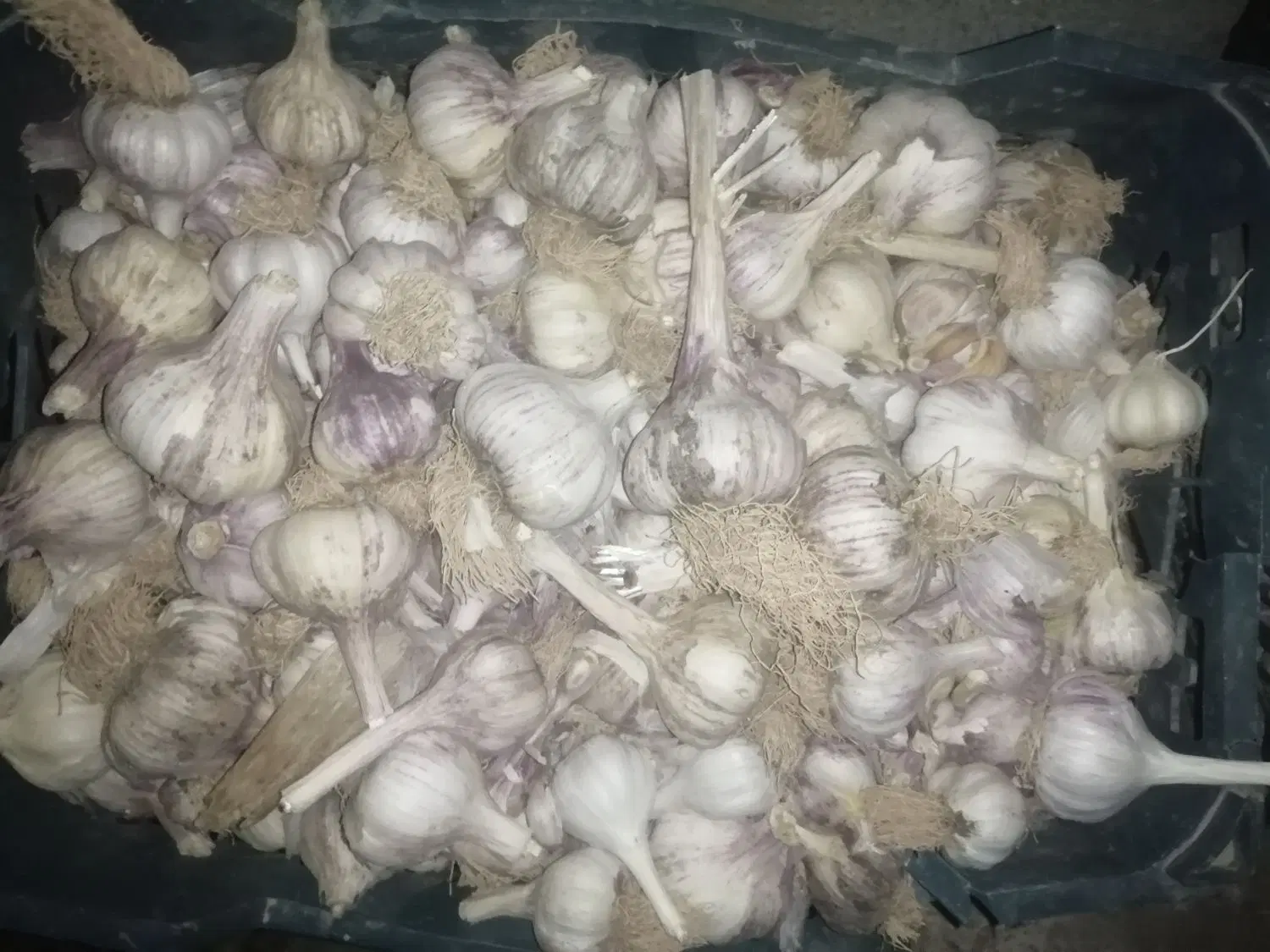 سیر|خوردنی و آشامیدنی|خواف, |دیوار