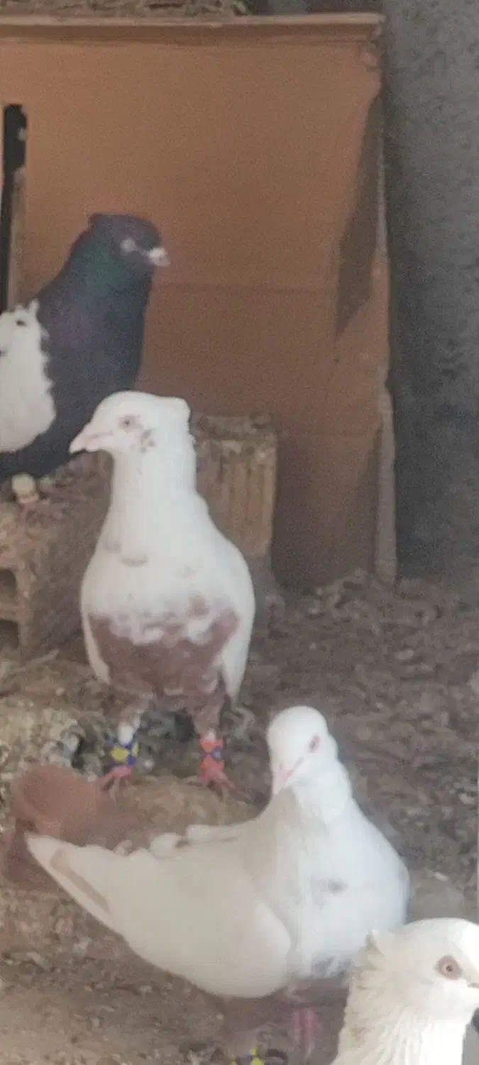 کبوتر دمبی|پرنده|محمدیه-قزوین, |دیوار