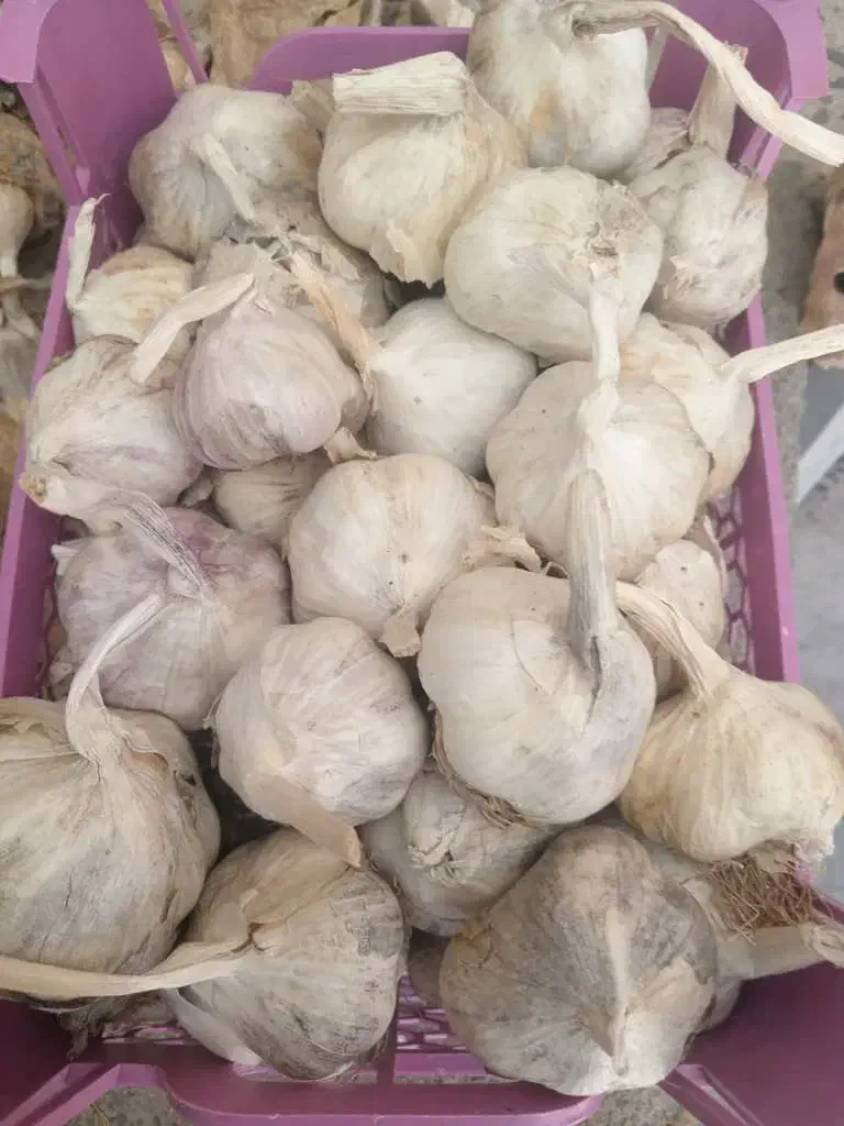 سیر بذری تازه خشک ومرغوب|عمده‌فروشی|فریدونشهر, |دیوار