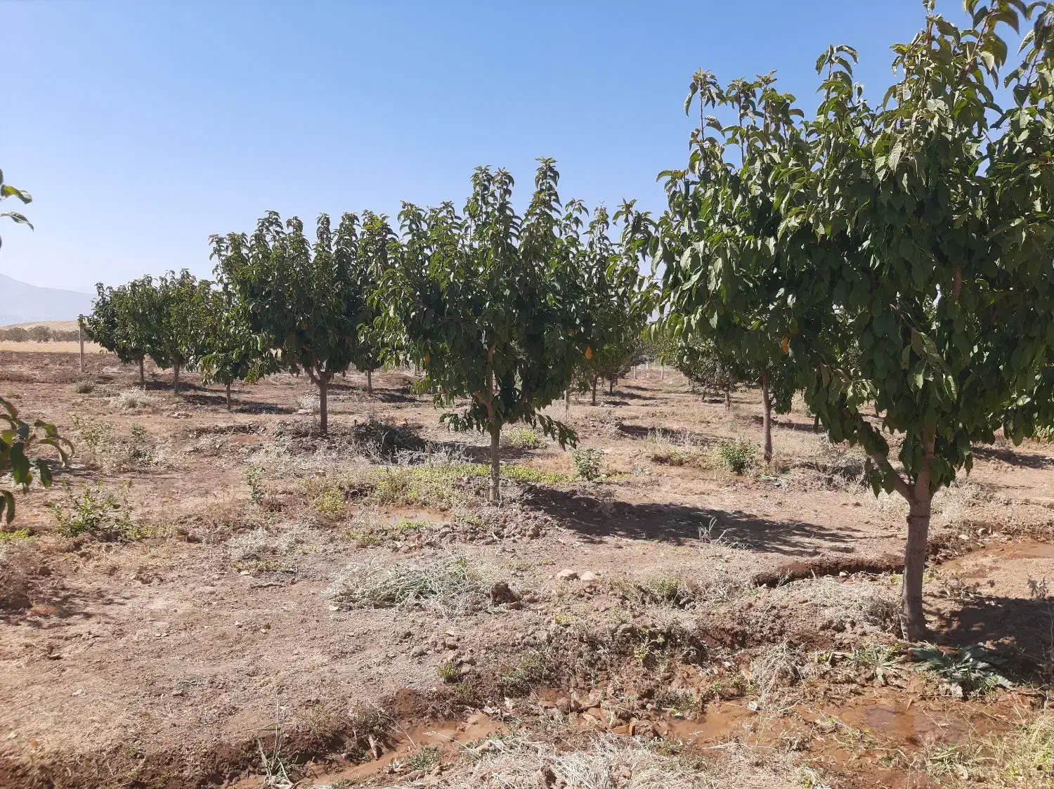 فروش باغ ۴ ساله با انواع درختان، جباراباد دینور|فروش دفتر صنعتی، کشاورزی، تجاری|سنقر, |دیوار