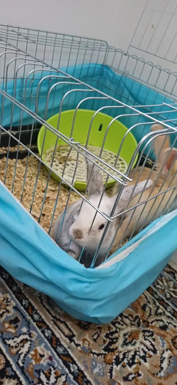 ۲ عدد خرگوش نژاد لپ با تمامی وسایل|موش و خرگوش|محلات, |دیوار