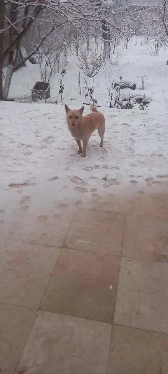 حیوانات مزرعه|سگ|مراغه, |دیوار