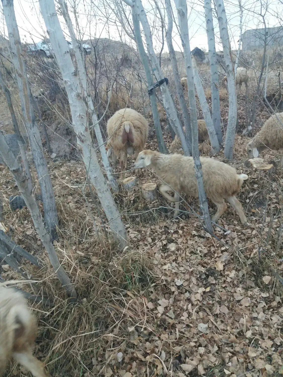 قوچ مغانی اصل|حیوانات مزرعه|مشگین شهر, |دیوار