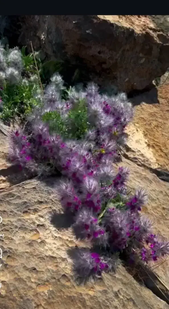 مرغ بومی|پرنده|داران, |دیوار