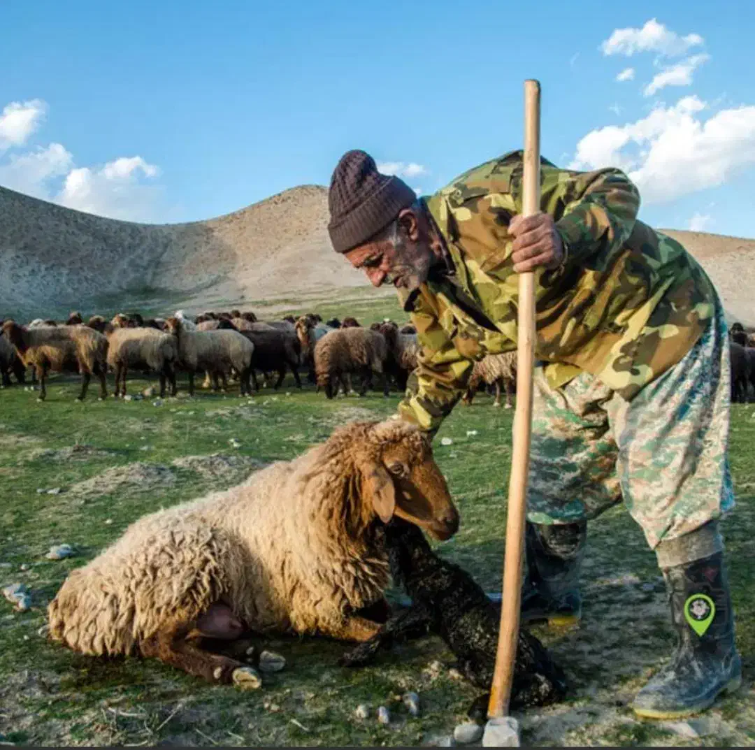گوسفند زنده بره محلی لار|حیوانات مزرعه|رودهن, |دیوار