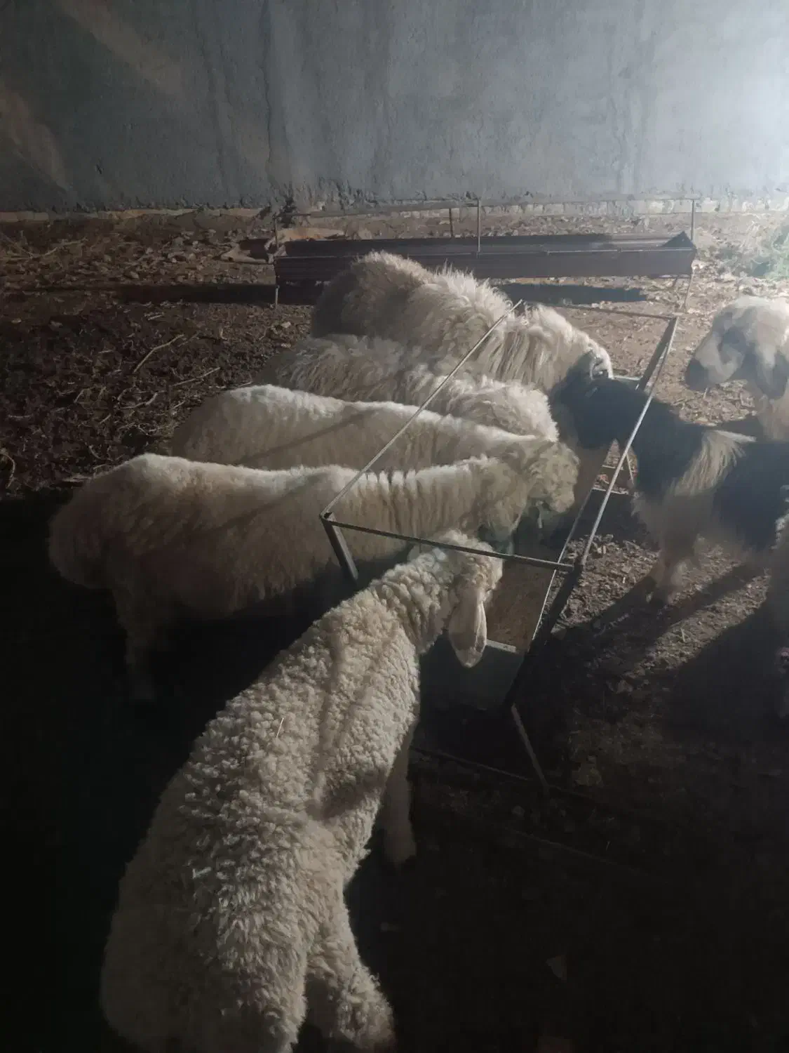 بر ه|حیوانات مزرعه|بیرجند, |دیوار