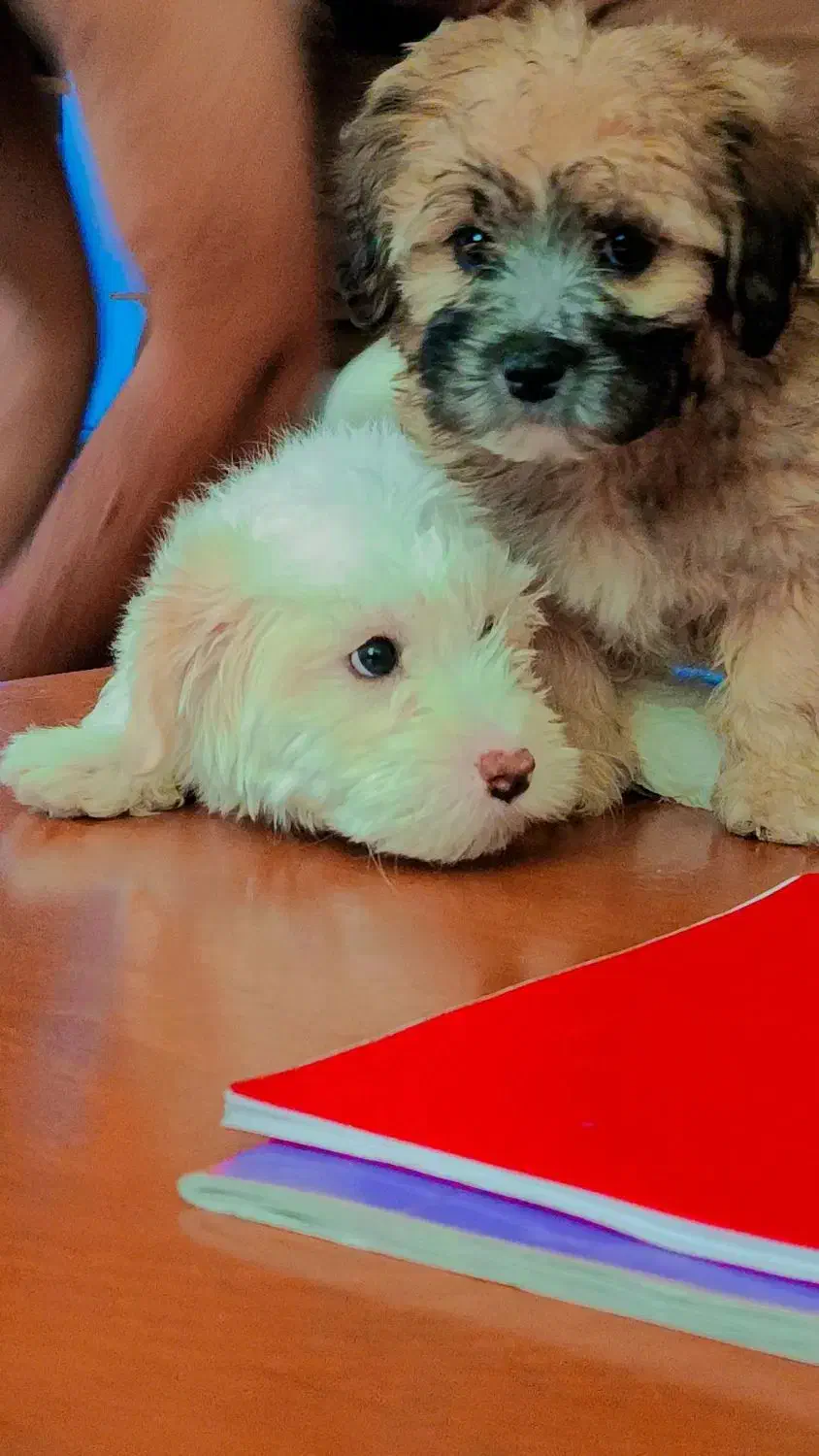 سگ شیت رو پامر|سگ|کرمان, |دیوار