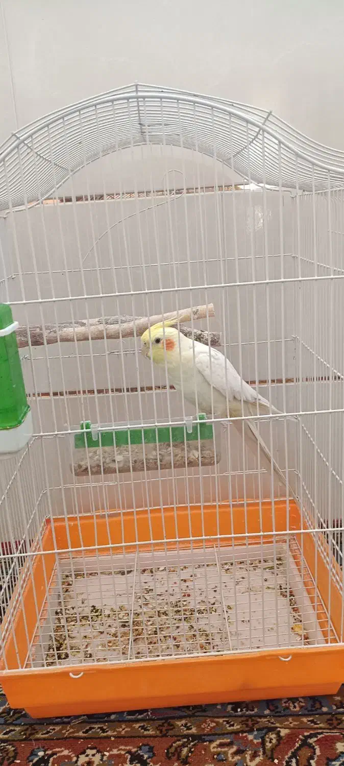 عروس هلندی سخنگو|پرنده|آباده, |دیوار