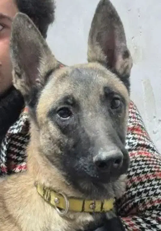 سگ واگذاری|سگ|اردکان, |دیوار