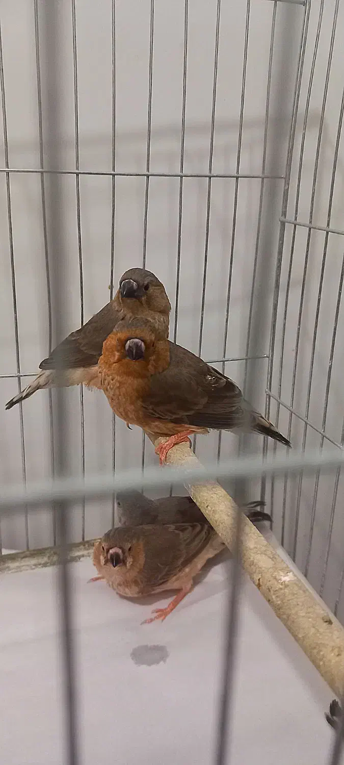 فنچ زبرا فول اورنج خالص هاف اورنج ماده تک موجوده|پرنده|پاکدشت, خاتون آباد|دیوار