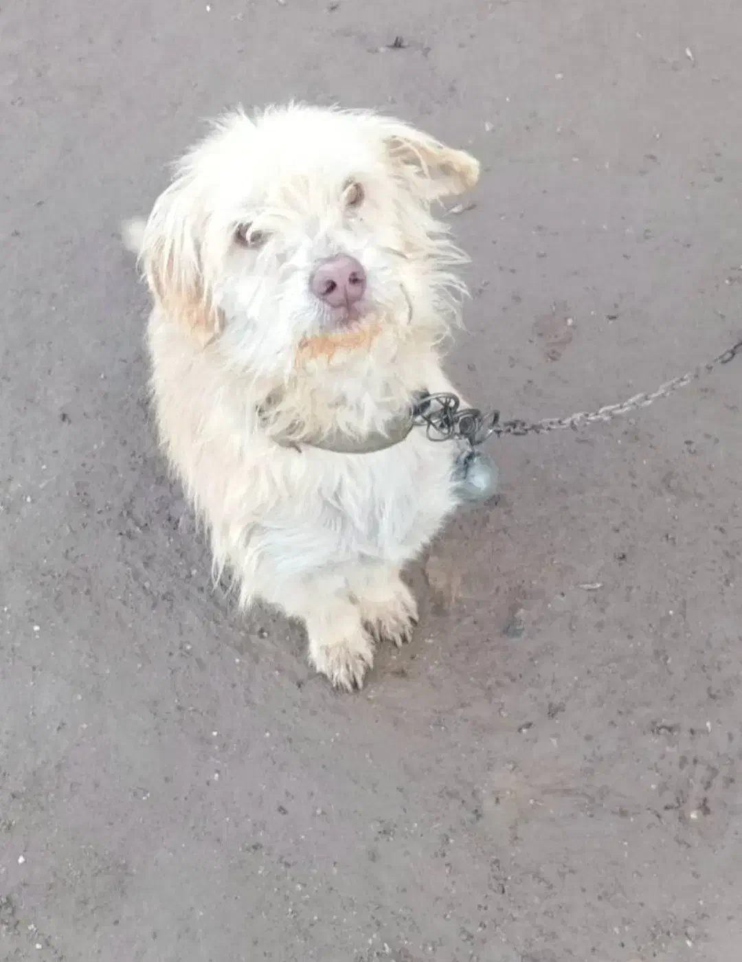 سگ پاکوتاه 17 ماهه|سگ|گنبد کاووس, |دیوار