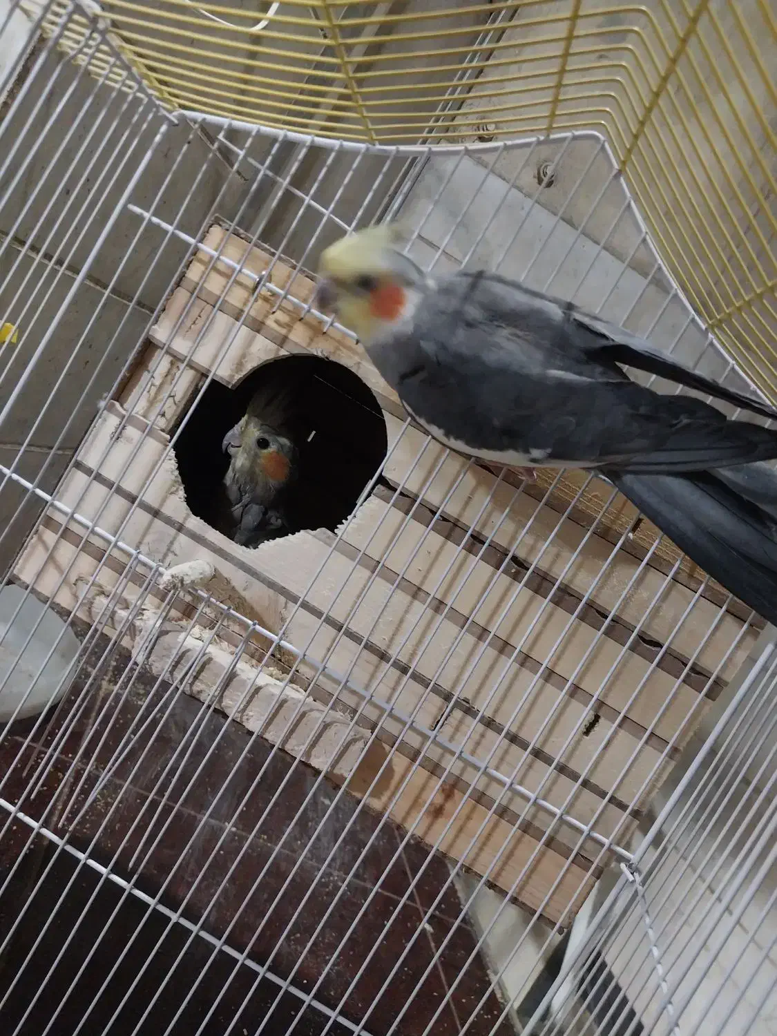 عروس هلندی مولد به شرط جوجه دهی|پرنده|کرج, شهرک سهرابیه|دیوار