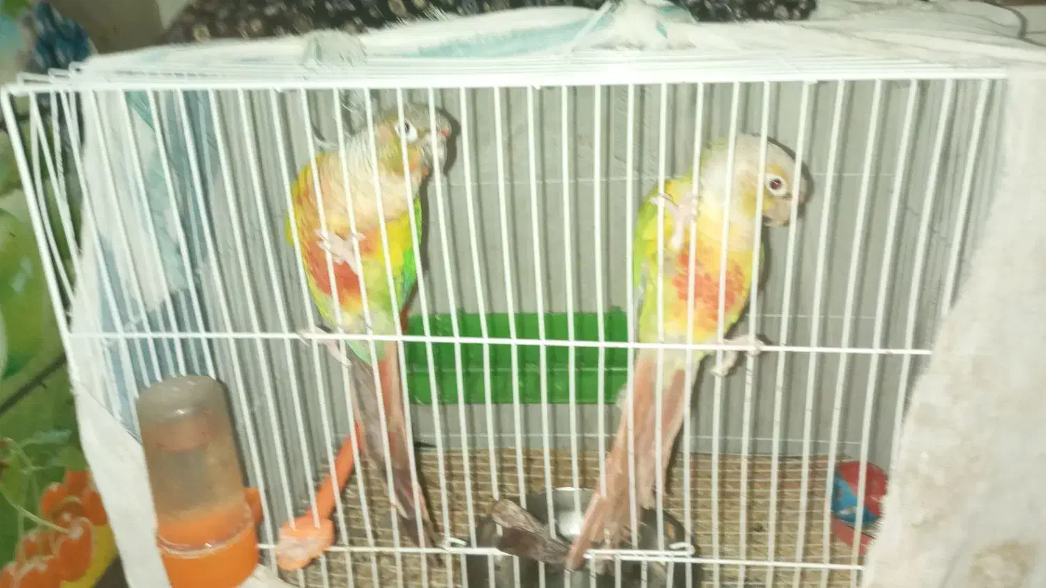 جفتگرنچیکسالمسرحال|پرنده|مشهد, شهید آوینی|دیوار