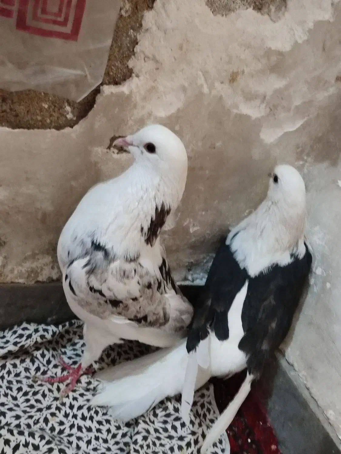 کبوتر دوکت|پرنده|اهواز, شهدای انتظامی|دیوار