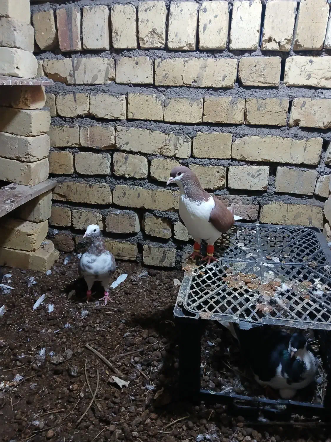 طوقی|پرنده|اسفرورین, |دیوار