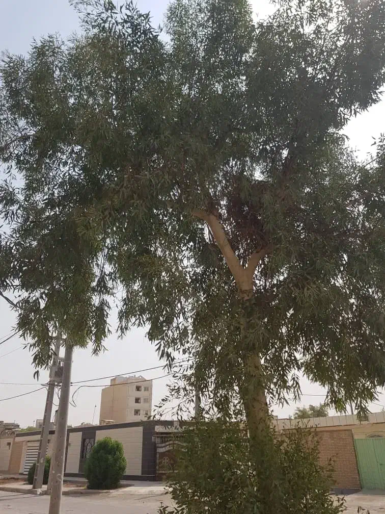 بریدن انواع درخت رایگان ونخل هم میبرم|خدمات باغبانی و درختکاری|آبادان, |دیوار