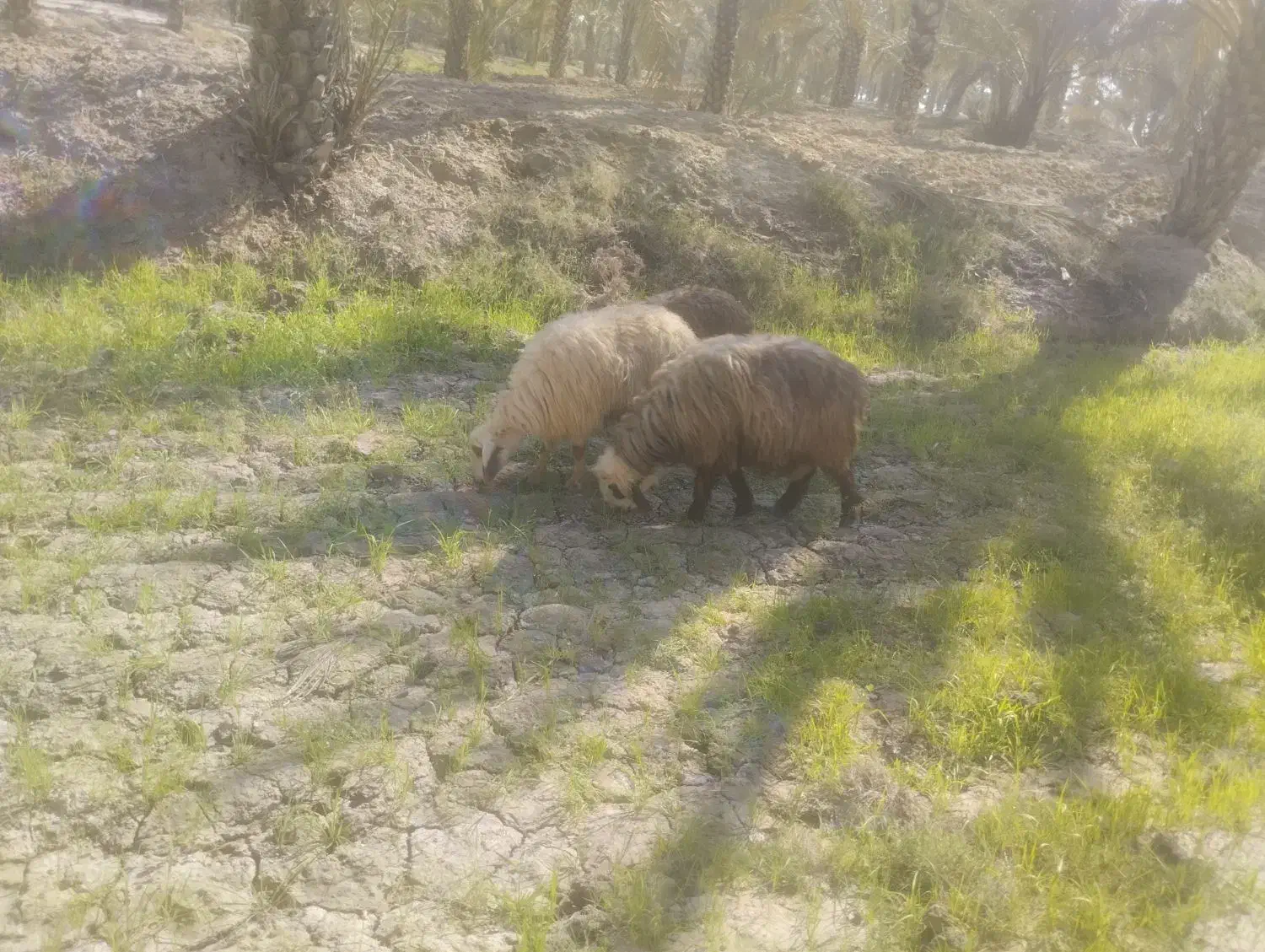 قوچه|حیوانات مزرعه|آبپخش, |دیوار