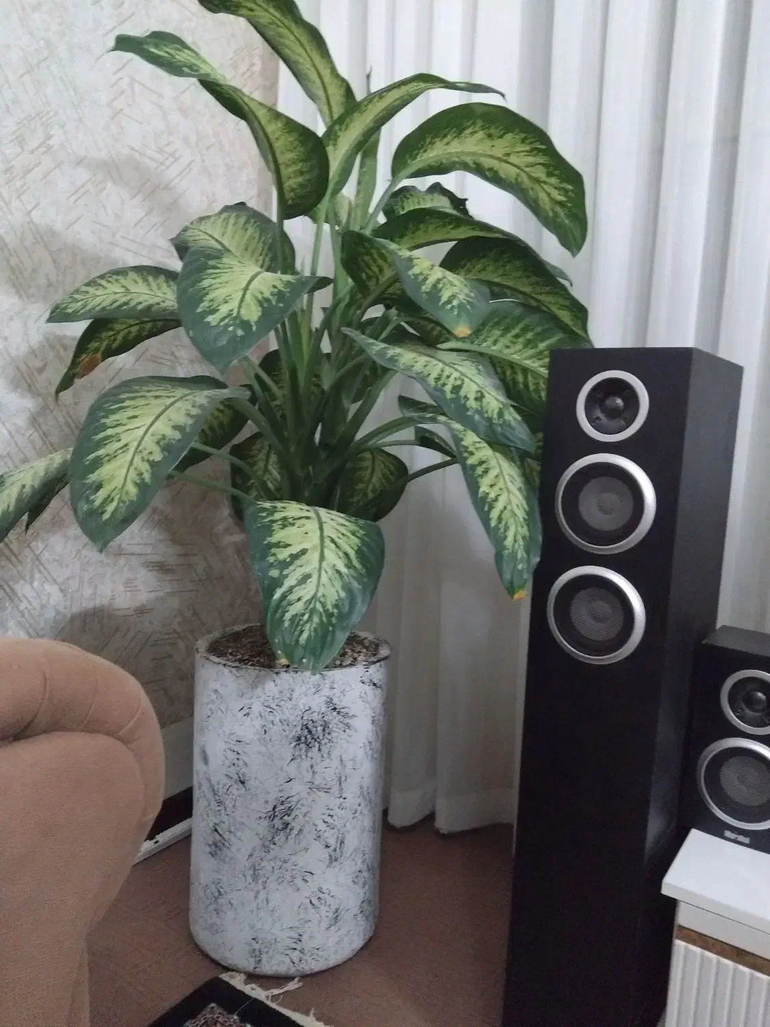 گل دیفن باخیا|گل و گیاه طبیعی|گلبهار, شهر جدید گلبهار|دیوار