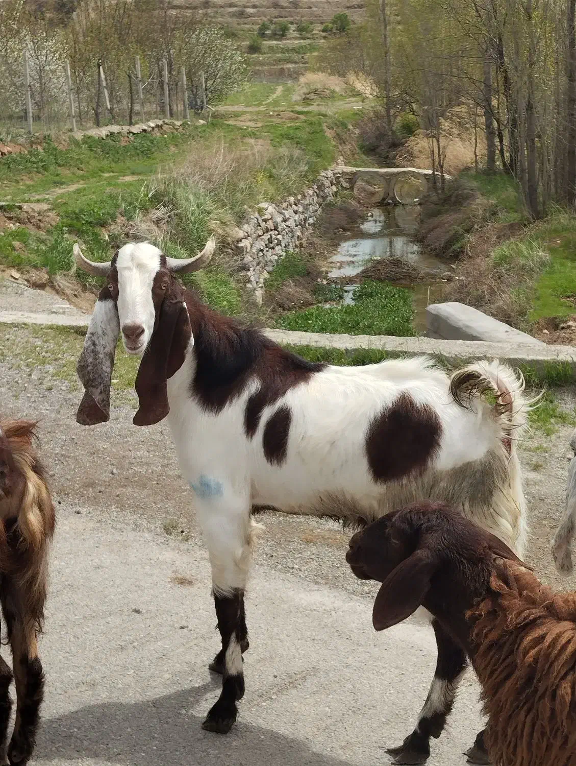 نر بز|حیوانات مزرعه|کنگاور, |دیوار