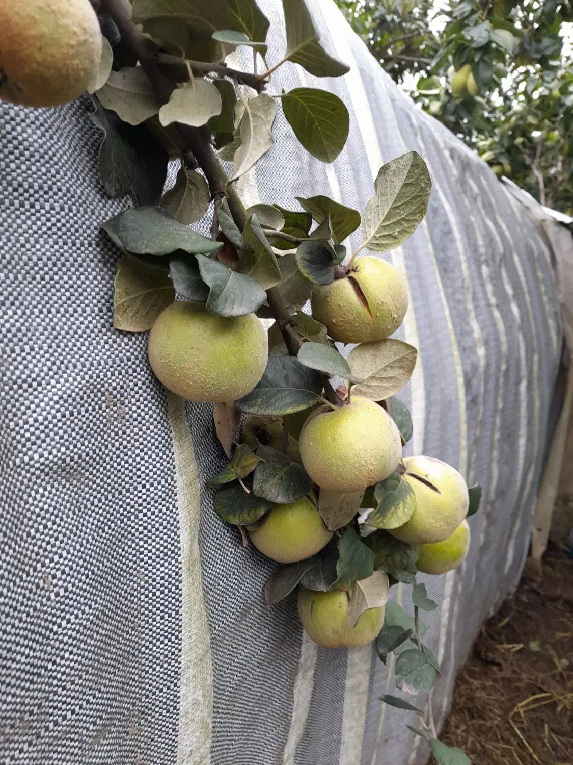 رسیدگی تخصصی به درختان میوه و باردهی|خدمات باغبانی و درختکاری|سنگر, |دیوار