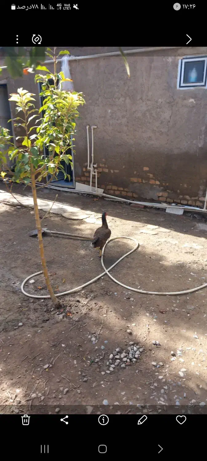 موتور سیکلت مرغ لاری اصل ۲عدد|پرنده|انبارآلوم, |دیوار