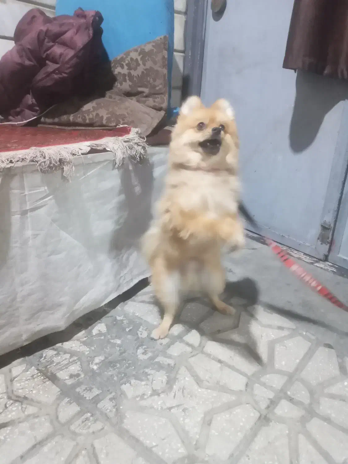 سگه فایبرروباهی|سگ|الیگودرز, |دیوار