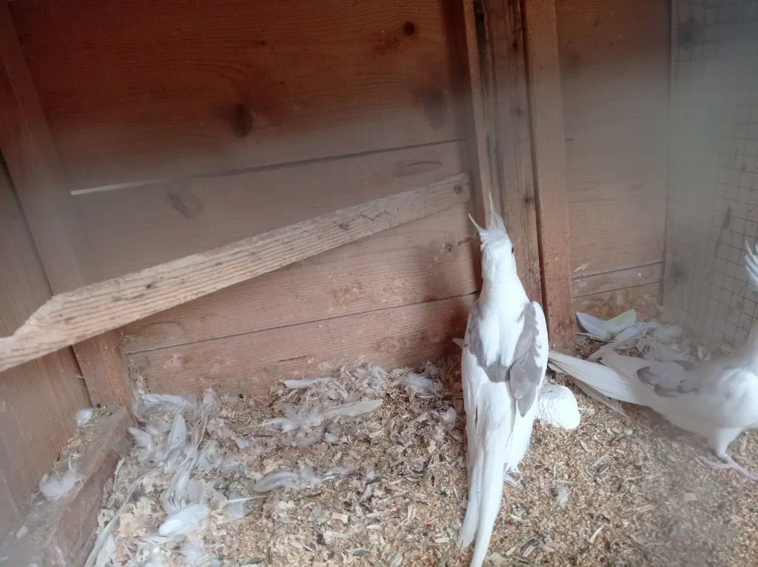 دوکت آلبینو جفت|پرنده|چابهار, |دیوار