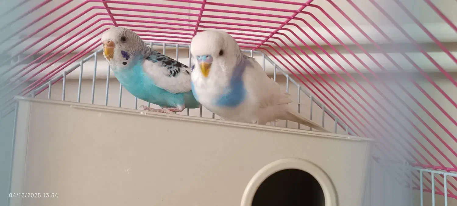 مرغ عشق|پرنده|سنندج, |دیوار