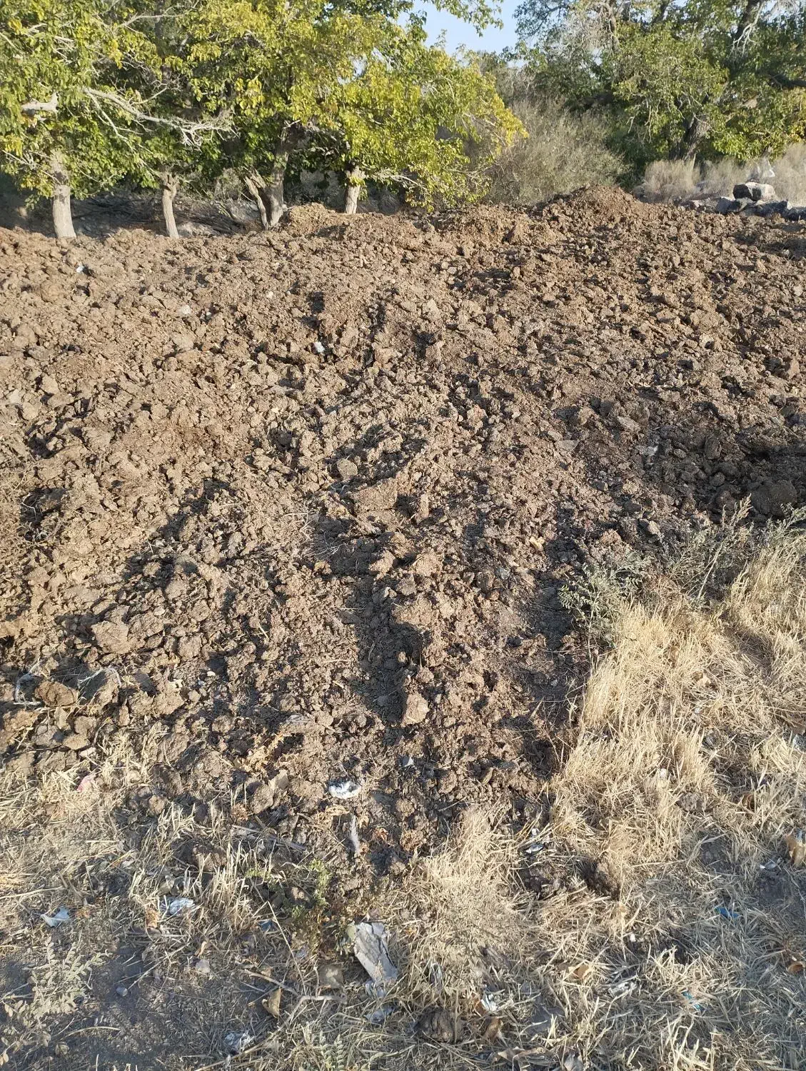 کودگاوی چندساله|خدمات باغبانی و درختکاری|سبزوار, کراب|دیوار