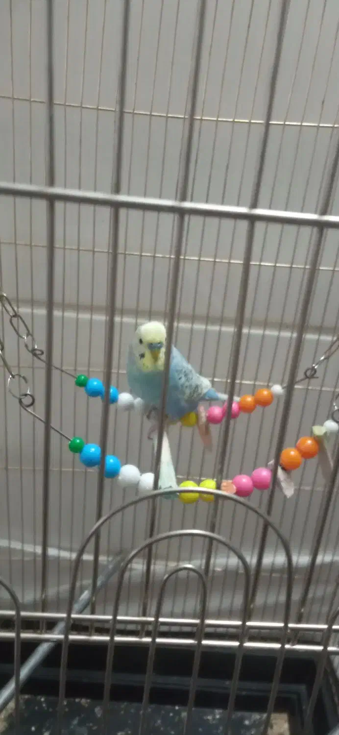 عروس هلندی ومرغ عشق|پرنده|تربت‌حیدریه, شهرک ولیعصر|دیوار