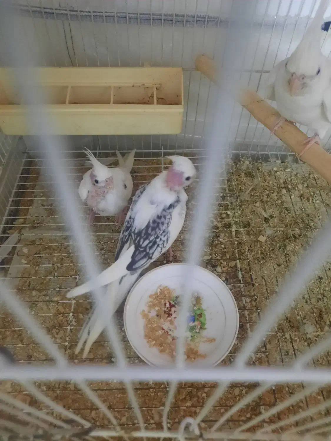 عروس|پرنده|لنگرود, |دیوار