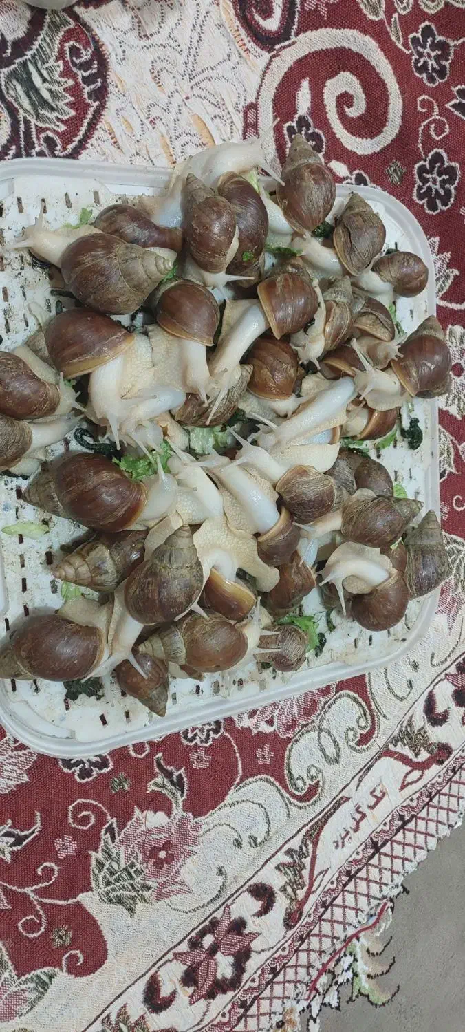 حلزون|خزنده|الشتر, |دیوار