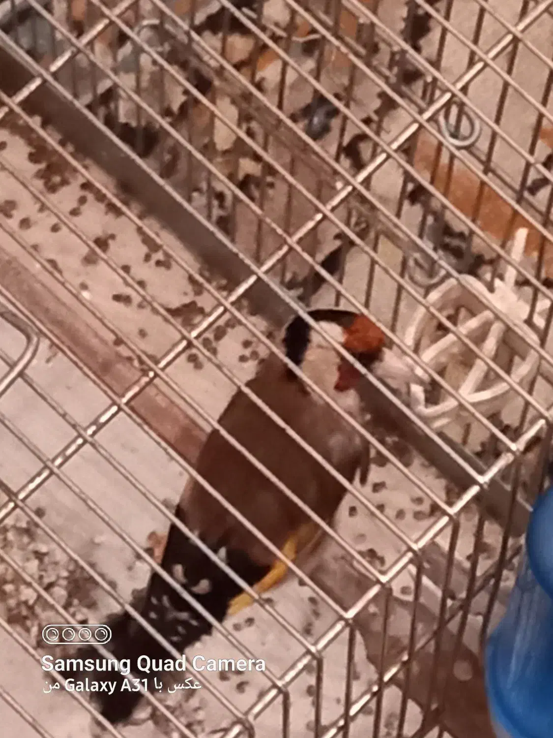 سره نقابدار زیبا|پرنده|فردیس, شهرک شهید حسینی|دیوار