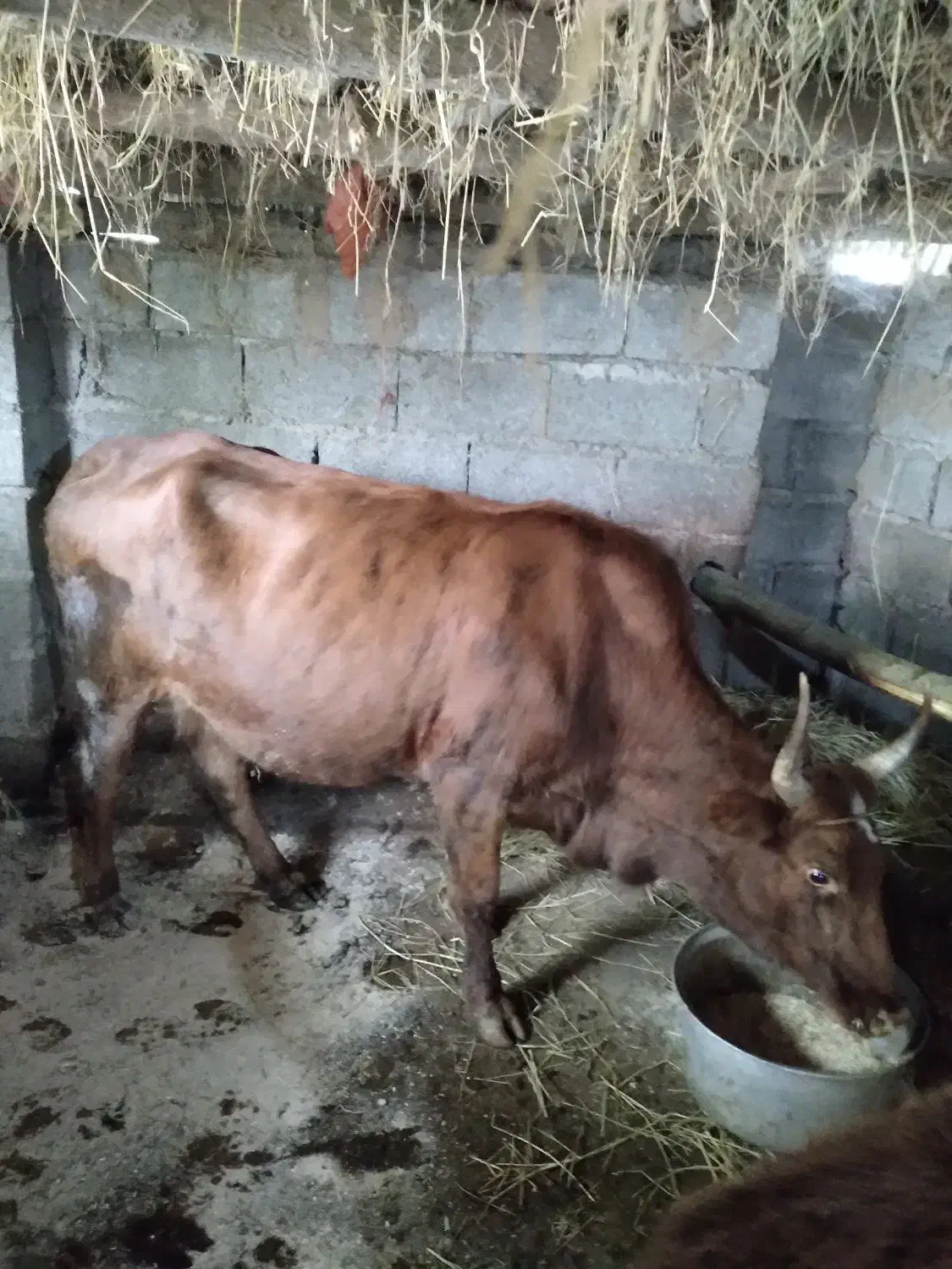 لیشه عالی مخصوص خانه دار|حیوانات مزرعه|رشت, بیجارپس|دیوار