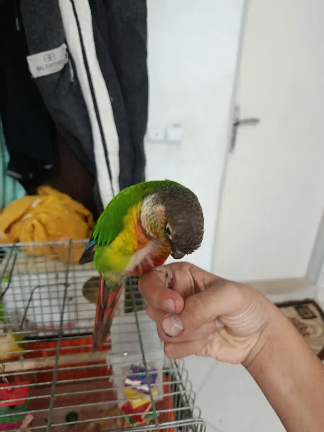 گرینچیک یلو ساید|پرنده|پرند, فاز ۴|دیوار