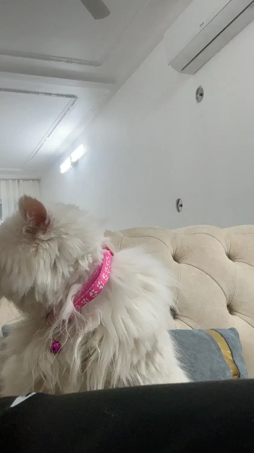 گربه پرشین|گربه|یزد, |دیوار